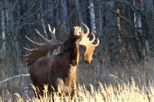 Load image into Gallery viewer, Moose Hunt