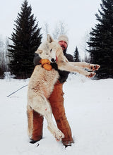 Load image into Gallery viewer, White Wolf in northern alberta