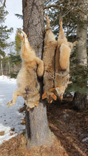 Load image into Gallery viewer, A good day hunting coyote
