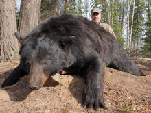 Load image into Gallery viewer, Beautiful trophy Pope and Young bear