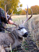 Load image into Gallery viewer, Mule Deer in Central Alberta