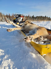 Load image into Gallery viewer, Nothing like a successful wolf hunt