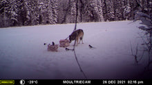 Load image into Gallery viewer, Hunting timber wolf over baits