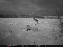 Load image into Gallery viewer, Nice grey wolf on the lake