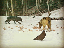 Load image into Gallery viewer, Black and Grey Wolf on a beaver pond