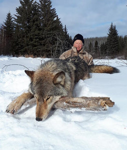 Hunting Alberta Timber Wolves