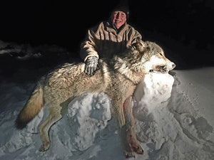 Northern Alberta timber wolf hunt