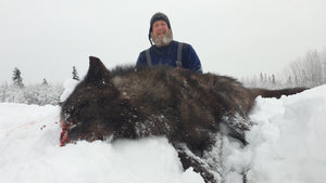 Black wolf hunting in Alberta