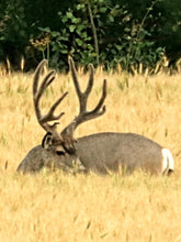 Load image into Gallery viewer, Archery Mule Deer Hunt