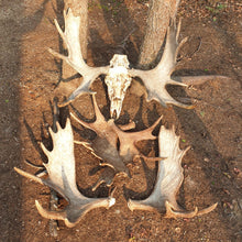 Load image into Gallery viewer, Bull moose antlers in the wood buffalo area