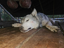 Load image into Gallery viewer, Wolf Hunt in Northen Alberta