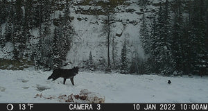 Hunting black wolf with last west outfitting