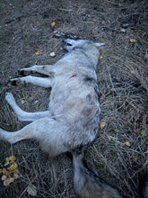 Load image into Gallery viewer, Wolf Hunt in Northen Alberta