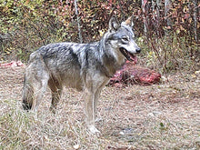 Load image into Gallery viewer, Wolf Hunt in Northen Alberta
