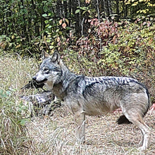 Load image into Gallery viewer, Wolf Hunt in Northen Alberta