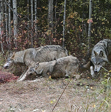Load image into Gallery viewer, Wolf Hunt in Northen Alberta