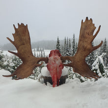 Load image into Gallery viewer, Best moose hunt in Alberta