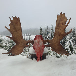 Best moose hunt in Alberta