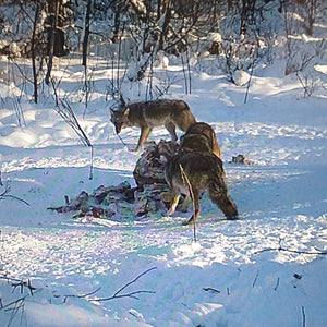 Alberta timber wolves hunting