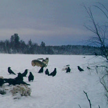 Load image into Gallery viewer, Wolf Hunt in Northen Alberta