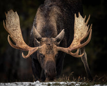 Load image into Gallery viewer, Bull moose in the winter
