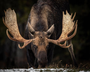 Bull moose in the winter