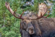 Load image into Gallery viewer, Alberta trophy bull moose
