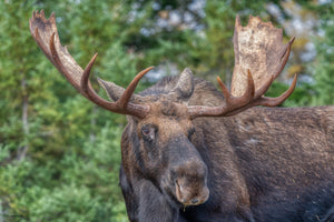 Alberta trophy bull moose