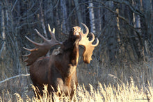 Load image into Gallery viewer, Northern Alberta Trophy moose during the rut