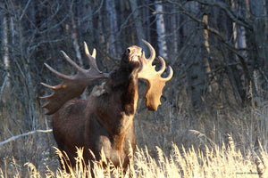 Northern Alberta Trophy moose during the rut