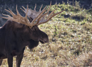 Bull moose wiht long brown tines