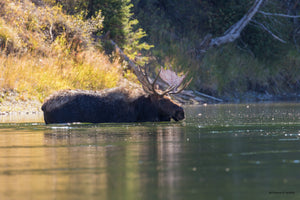 Bull moose int he water