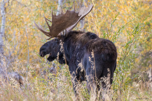 Bull moose hunting in northern Alberta