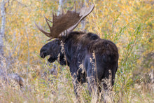 Load image into Gallery viewer, Moose Hunt