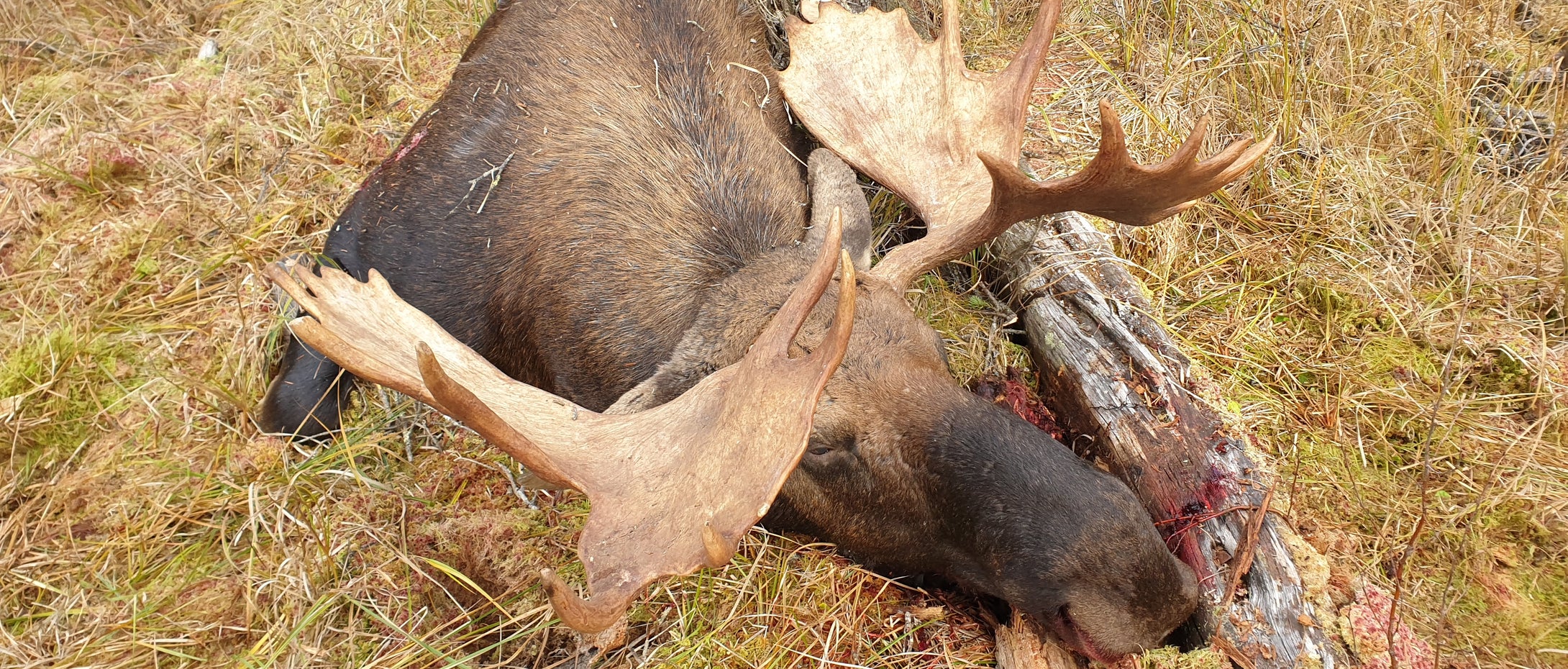 Canada moose in Northern Alberta are trophies of a lifetime