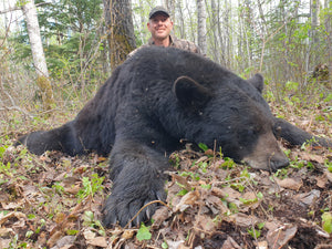 7'6" square hide Trophy Black Bear