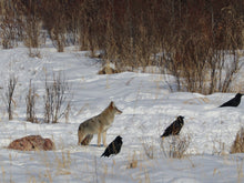 Load image into Gallery viewer, Coyote during daytime at a bait site