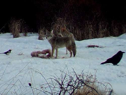 Coyote often travel in pairs
