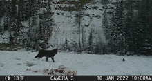 Load image into Gallery viewer, Hunting black wolf with last west outfitting