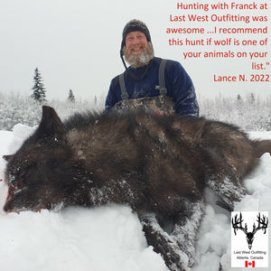 Wolf Hunt in Central Alberta