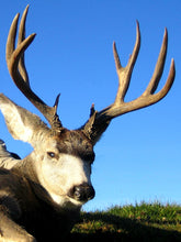 Load image into Gallery viewer, Trophy Mule Deer 