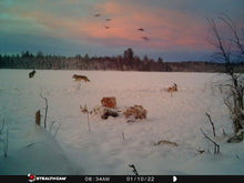 Load image into Gallery viewer, Western Alberta wolf pack