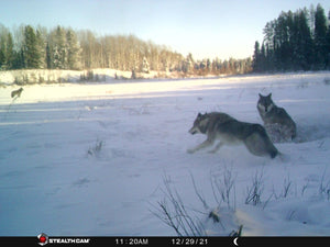 Pack of wolves on a lake in Alberta