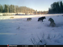 Load image into Gallery viewer, Black timber wolf in Alberta