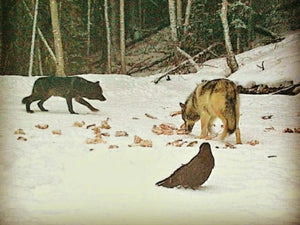 Black and Grey Wolf on a beaver pond