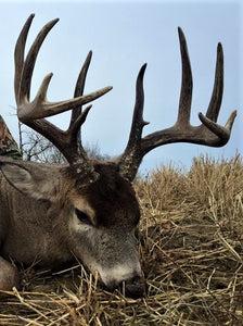 Alberta Whitetail Hunting